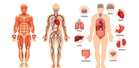 Human Body Quiz For Grade 2 ProProfs Quiz
